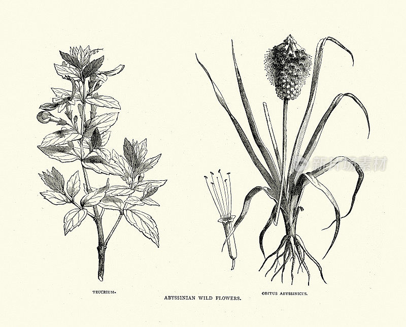 阿比西尼亚野花，Teucrium, Obitus Abyssinicus，维多利亚非洲植物学历史19世纪